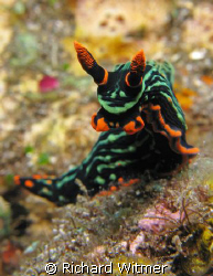 Simply Electric!  I shot this nudi on the USAT Liberty wr... by Richard Witmer 